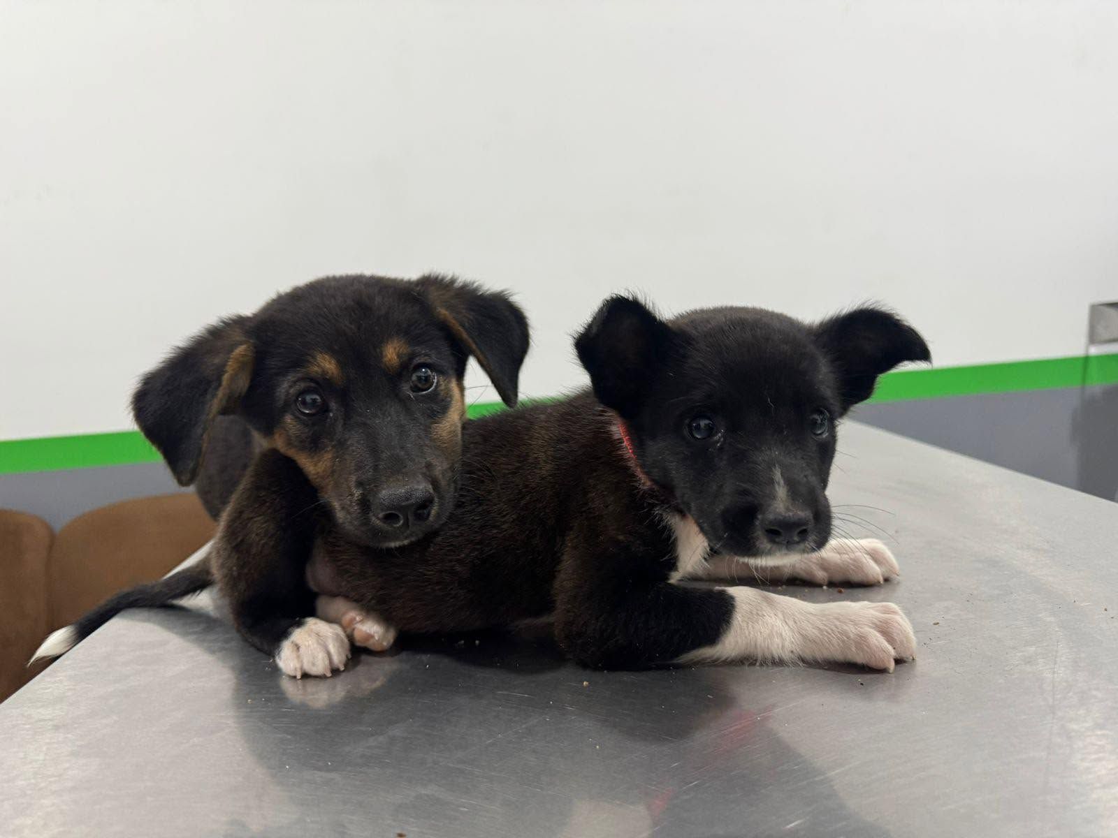 Dos cachorros, uno negro con café y otro negro con blanco, recostados sobre la mesa de exploración de acero de la veterinaria