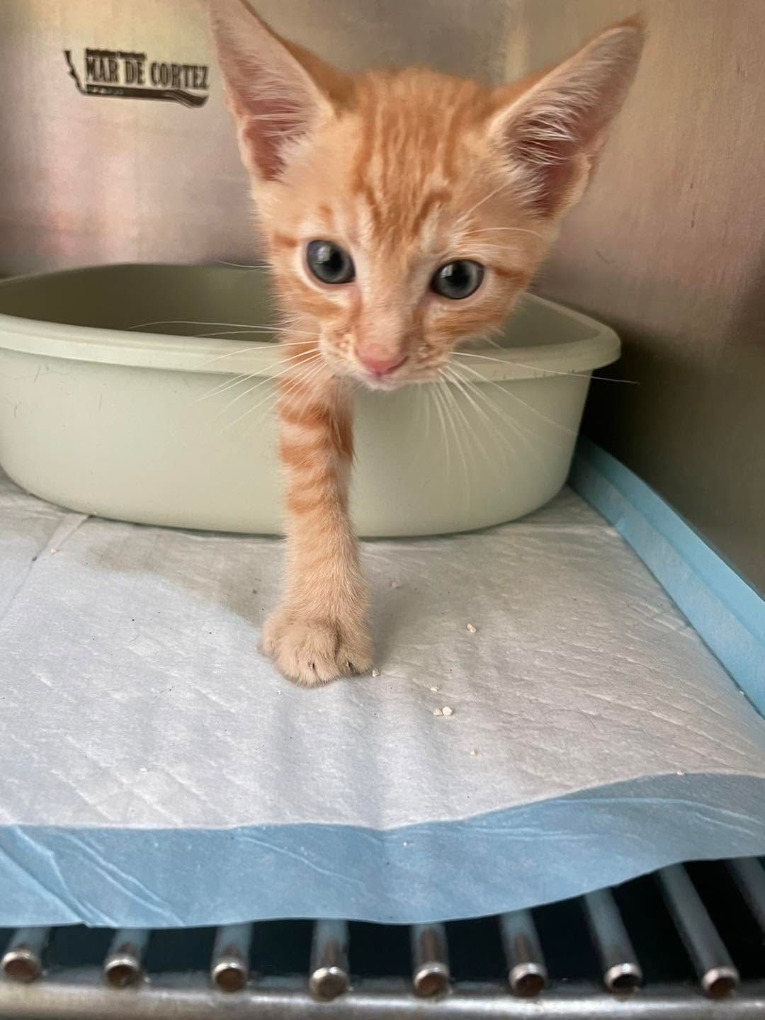 Gatito naranja dentro de una jaula de acero, junto a su arenero, mirando a la cámara