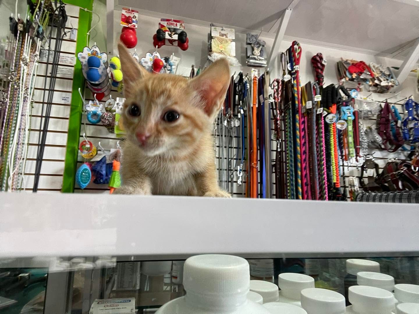 Gatito naranja asomado sobre el mostrador de la tienda, con correas, pecheras y juguetes colgados al fondo